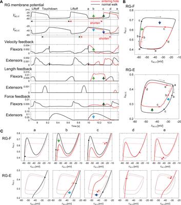 Contribution of Afferent Feedback to Adaptive Hindlimb Walking in Cats: A Neuromusculoskeletal Modeling Study